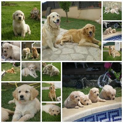 Cachorros Golden retriever