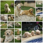 Cachorros Golden retriever - mejor precio | unprecio.es