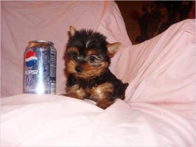 Camada Yorkshire Terrier Minis 100