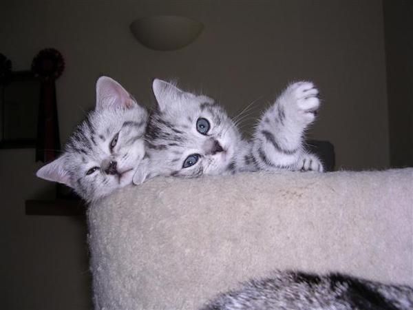 GATITOS BRITISH SHORTHAIR