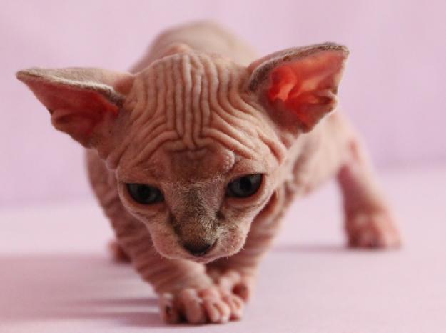 MACHO Y HEMBRA DE SPHYNX PARA  REYES