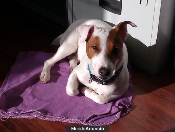 Ofrezco Jack Russel Terrier macho para emparejar