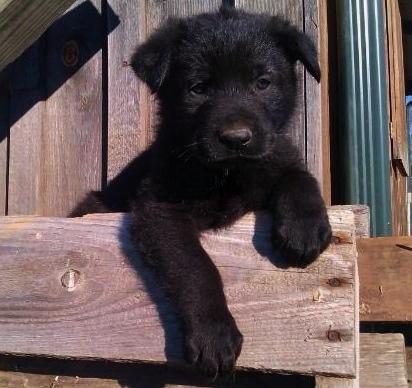 Pastores alemanes cachorros negros de pura raza