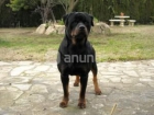 Rottweiler para montas muy guapo - mejor precio | unprecio.es