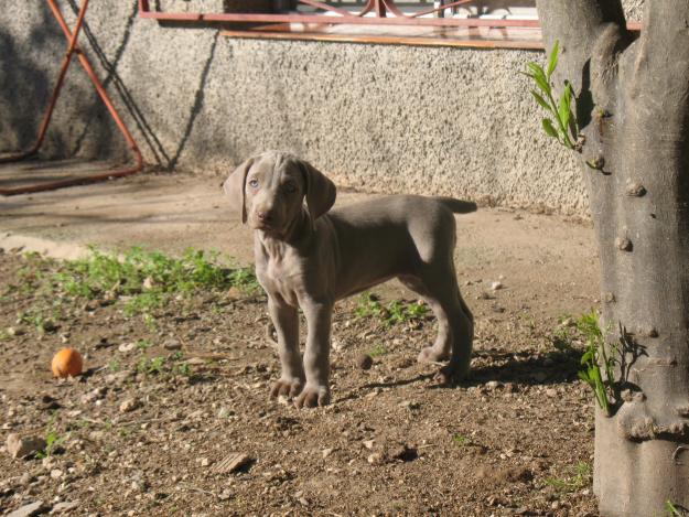 vendo cachorra braco de weimar