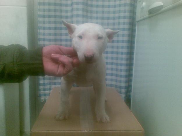 VENDO CACHORRITA BULLTERRIER