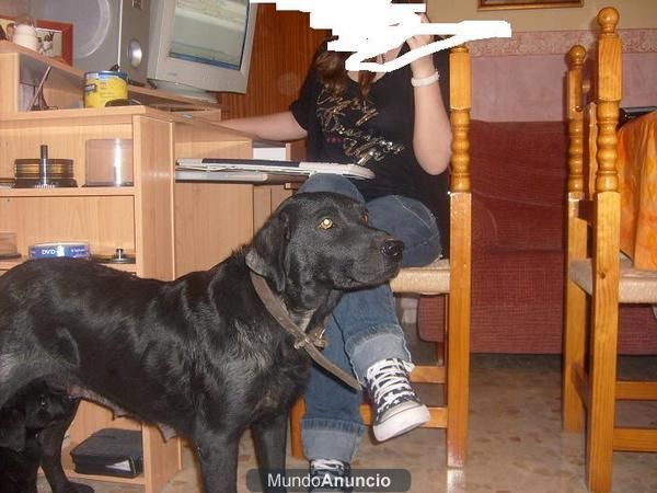 vendo labradores machos y negros