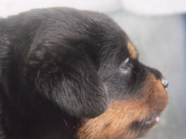 venta rottweiler