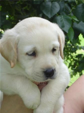 adopción de estos hermosos cachorros golden retriver 3 meses