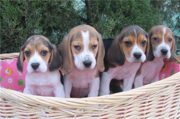 BEAGLES CON MICROCHIP  260€