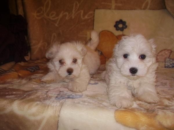 Cachorros de BICHON MALTES con PEDIGREE - 550 -