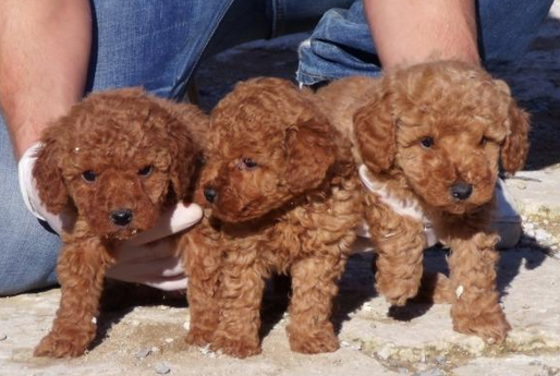 Cachorros de caniche toy con pedigre , en el mismo madrid