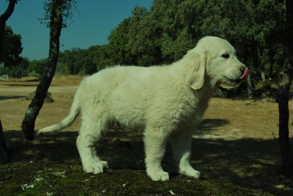 Cachorros de golden retriever , 350 euros
