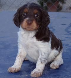 cachorros espagneul breton con pedigre