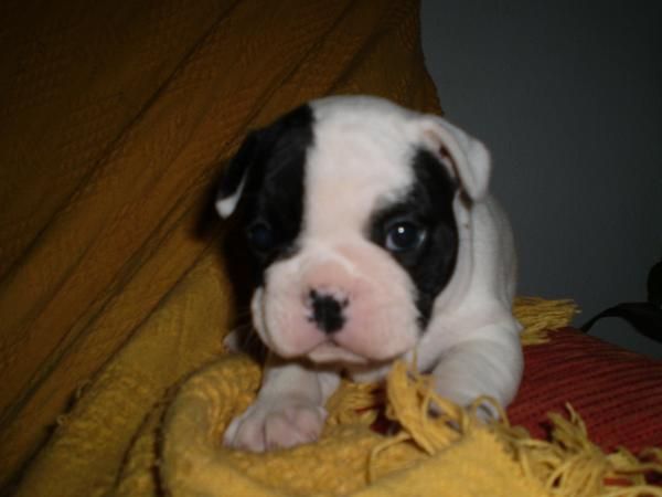 Camada Bulldog Frances gran calidad