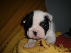 Camada Bulldog Frances gran calidad - mejor precio | unprecio.es