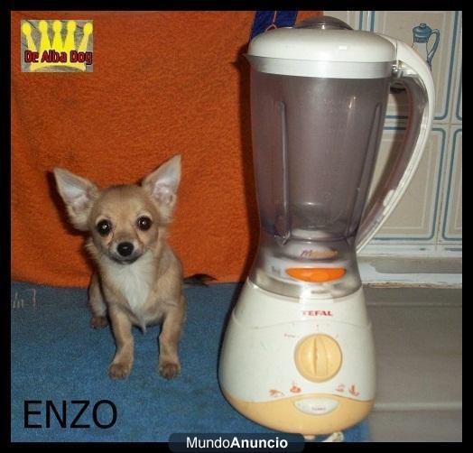 Enzo- Cachorro chihuahua