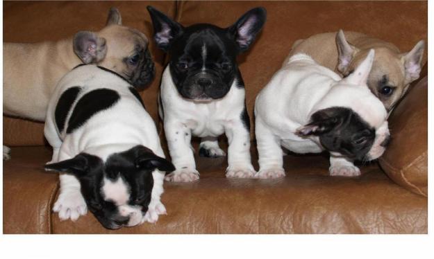 Espectaculares cachorros de Bulldog Frances, ¡buen precio!