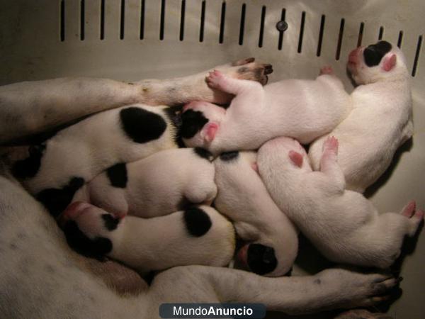 Preciosos cachorros de Bulldog Frances