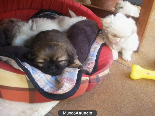 Se venden dos ultimos cachorros de pekinés