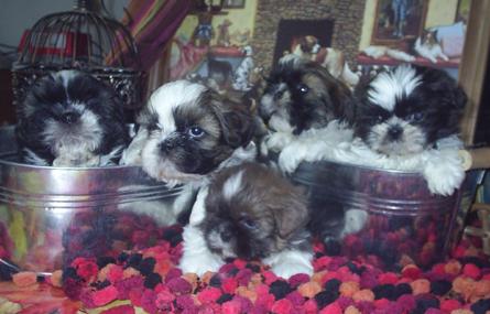 Shihtzus Pedigree, Verdaderos Peluches