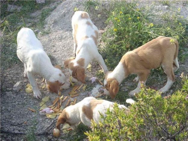 sos,cachorros desnutridos en el monte,adopcion