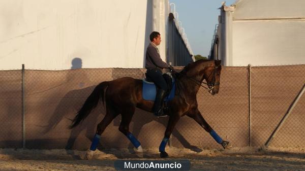 Caballo Hannoveriano en nivel San Jorge e intermedia Doma Clasica