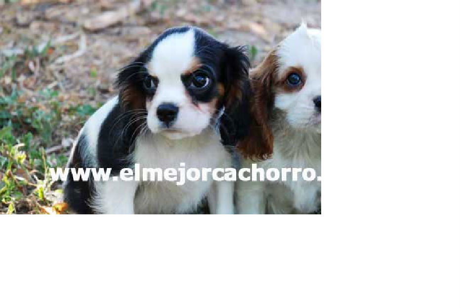 Cachorros de cavalier, magnificos