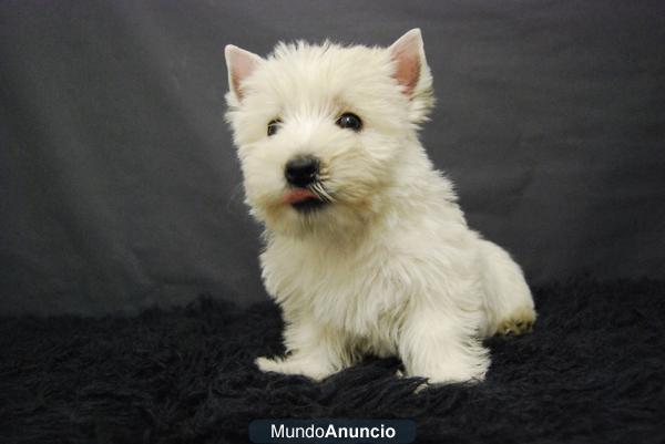 Criamos cachorritos de westy en madrid, ven a verlos  ABRIMOS TODOS LOS DIAS