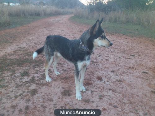 MARAVILLOSO CRUCE NORDICO BUSCA FAMILIA