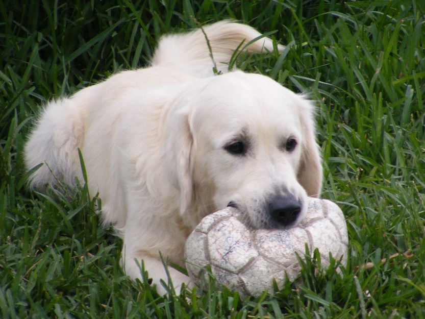 proxima camada de goldens retriever POR 250E