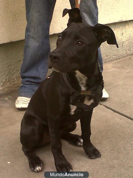 SE VENDE AMERICAN STANFORDSHIRE TERRIER EMBRA 5 MESES.URGEEE!