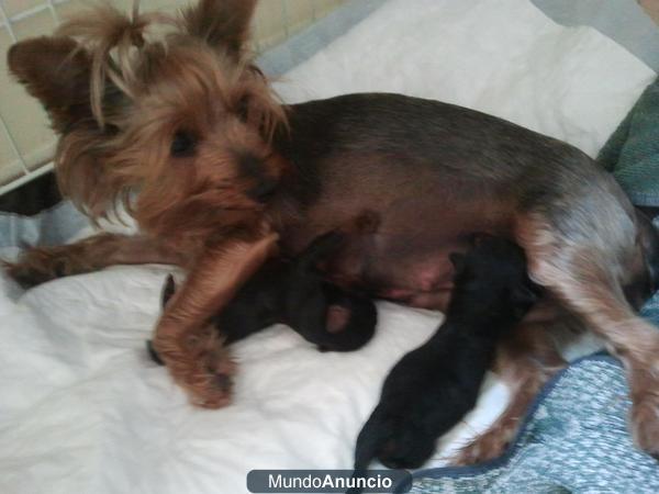 Se venden 2 Jorkshire terrier