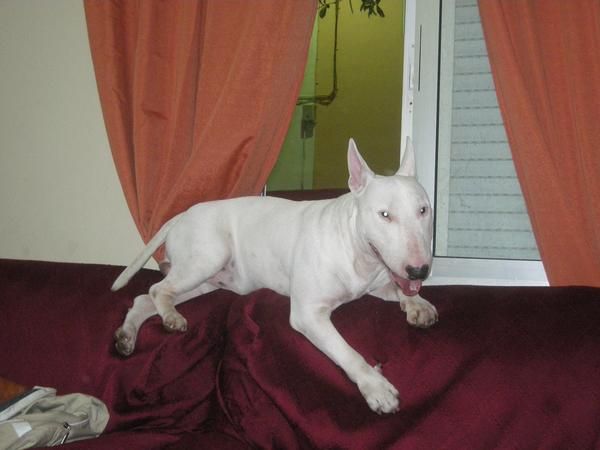 bull terrier busca novia