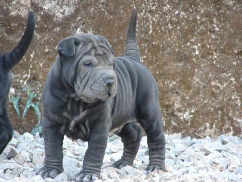 Cachorros de Shar Pei