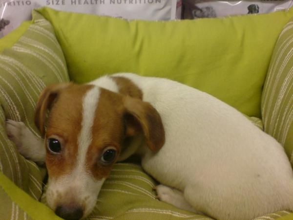 JACK RUSSEL TERRIER EN VENTA  CACHORROS