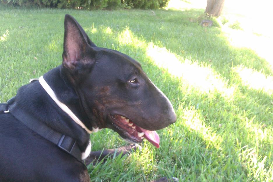 Proxima Camada miniatura Bullterrier con LOE/Pedigree RSCE