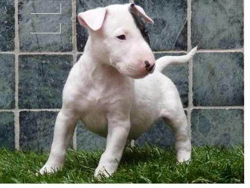 SUS HIJOS te amaré adoptar la presente BULL TERRIER PARA NAVIDAD