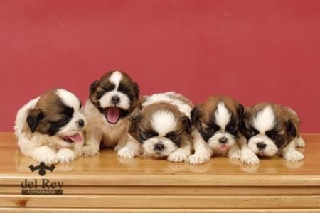 VENDO PRECIOSOS CACHORRITOSSHIH TZU