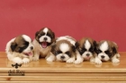 VENDO PRECIOSOS CACHORRITOSSHIH TZU - mejor precio | unprecio.es