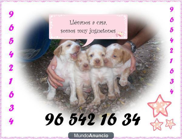 Se regalancachorros braco bretón gratis de un mes