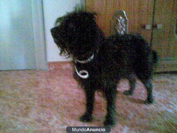 Adopcion urgente en madrid