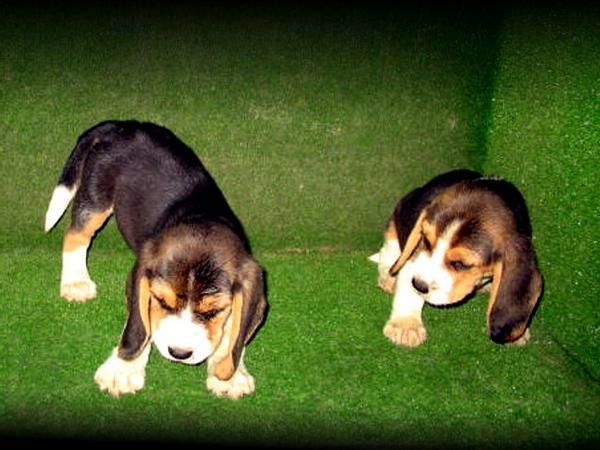 BEAGLES Cachorros 250 euros