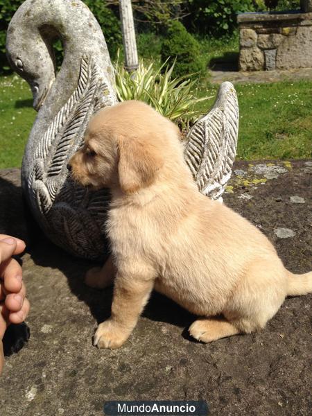 CACHORROS DE LABRADOR