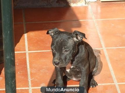 Camada  Staffordshire Bullterrier 425€