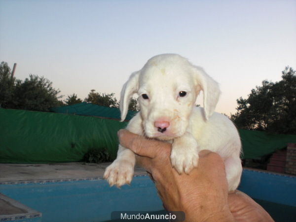 cruces de caniche