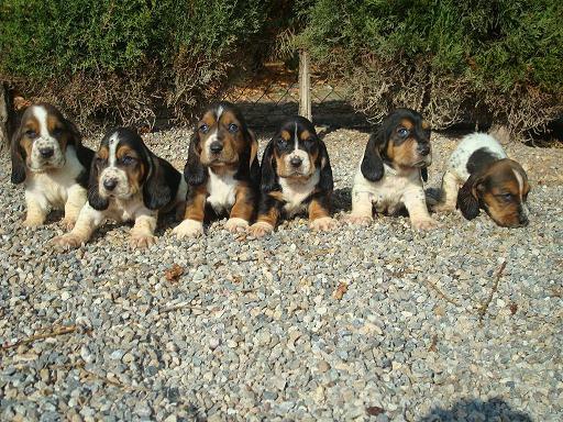 Espectaculares cachorros de BASSET HOUND