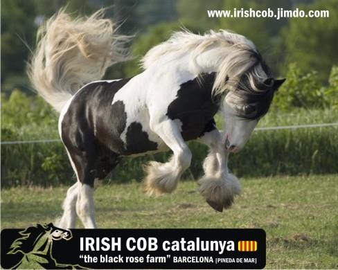 IRISH COB CATALUNYA
