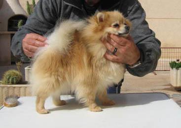 lulu de pomerania excelente cachorrito