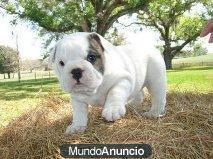 Regalo  Cachorros Bulldog Frances adopcion